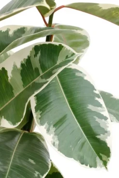 Ficus Tineke - Rubberboom