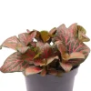 Fittonia Joly Josan - Stekje