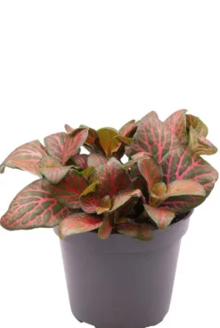 Fittonia Joly Josan - Stekje