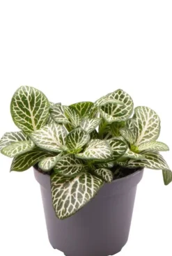 Fittonia Verschaffeltii Mini White - Stekje