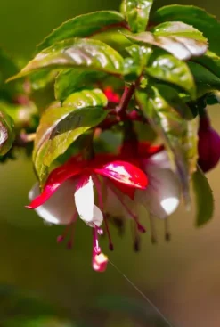 Fuchsia 'Madame Cornelissen' - Bellenplant