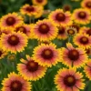 Gaillardia Arizona Sun - Kokardebloem