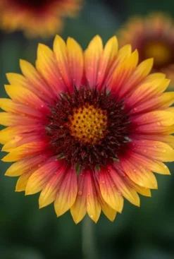 Gaillardia Arizona Sun - Kokardebloem