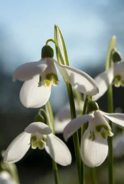 Galanthus Woronowii - 25 bollen