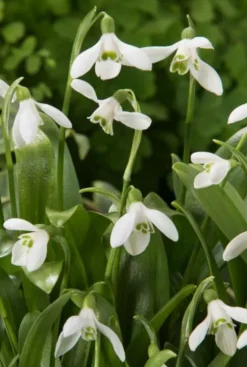 Galanthus Woronowii - 25 bollen