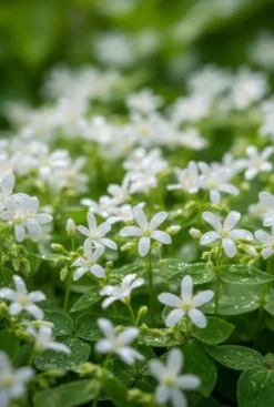 Galium odoratum - Maagdenpalm