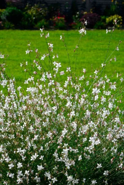 Gaura lindheimeri - Prachtkaars