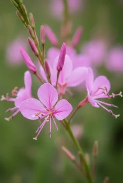 Gaura lindheimeri Siskiyou Pink - Prachtkaars