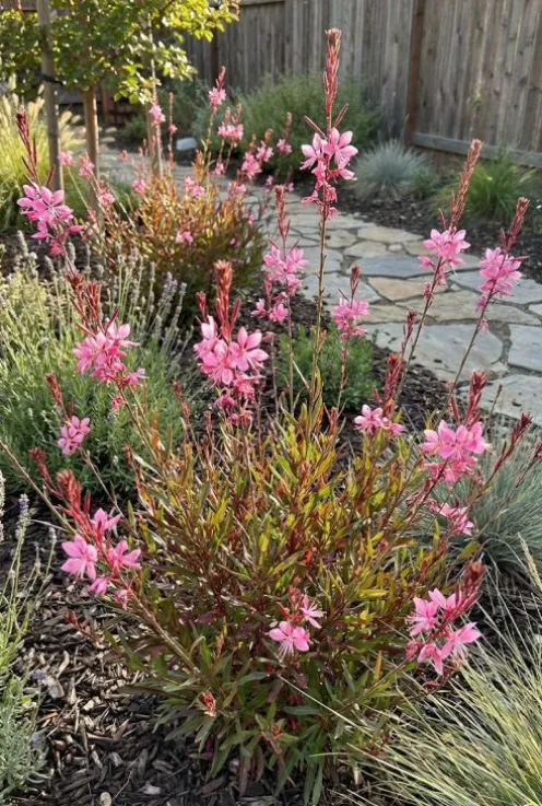 Gaura lindheimeri Siskiyou Pink - Prachtkaars
