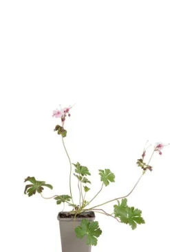 Geranium cant. 'Biokovo' - Ooievaarsbek