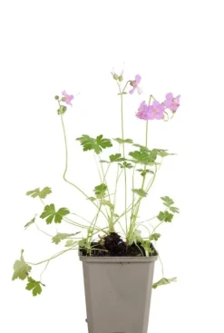 Geranium cant. 'Cambridge' - Ooievaarsbek