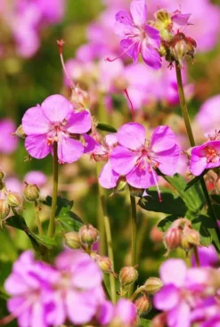 Geranium cant. 'Cambridge' - Ooievaarsbek