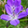 Geranium 'Johnson's Blue' - Ooievaarsbek