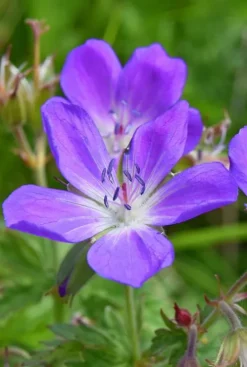 Geranium 'Johnson's Blue' - Ooievaarsbek