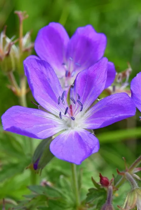 Geranium 'Johnson's Blue' - Ooievaarsbek