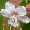 Geranium macr. 'Spessart' - Ooievaarsbek