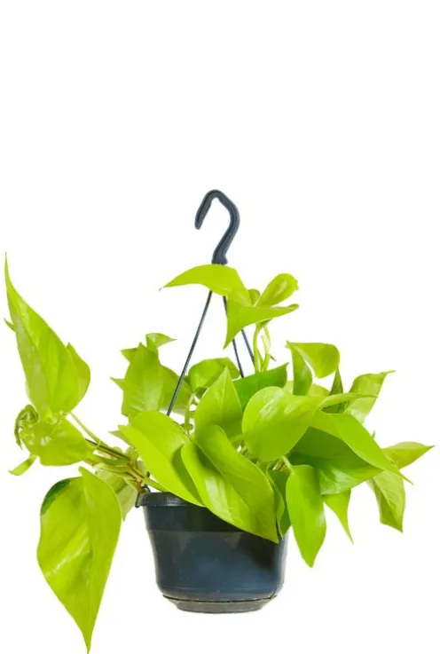 Golden Pothos - Epipremnum