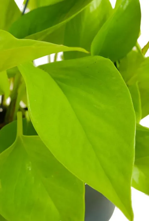 Golden Pothos - Epipremnum