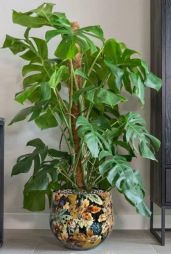 Grote Monstera in sierpot