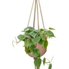 Hangplant in pot