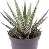 Haworthia fasciata Big Band - Stekje