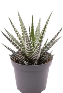 Haworthia fasciata Big Band - Stekje