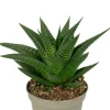 Haworthia Limifolia - Stekje