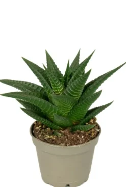 Haworthia Limifolia - Stekje
