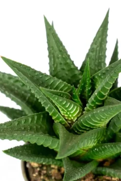 Haworthia Limifolia - Stekje