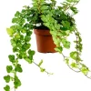 Hedera Helix Wonder - Klimop