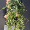 Hedera helix wonder - Klimop