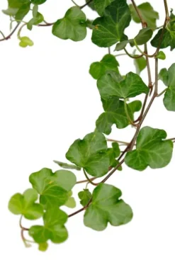 Hedera Wonder - Klimop