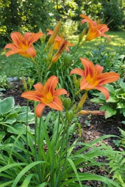Hemerocallis Sammy Russell - Daglelie