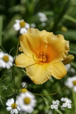 Hemerocallis 'Stella de Oro' - Daglelie