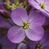 Hesperis matronalis Violet - Nachtschone
