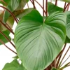 Homalomena rubescens Maggy