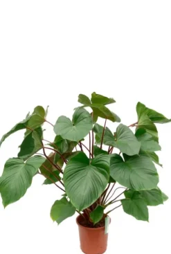 Homalomena rubescens Maggy