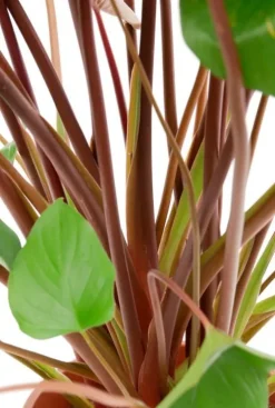 Homalomena rubescens Maggy