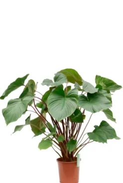 Homalomena rubescens Maggy