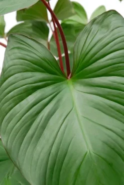 Homalomena rubescens Maggy