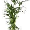 Howea Forsteriana - Howea Forsteriana