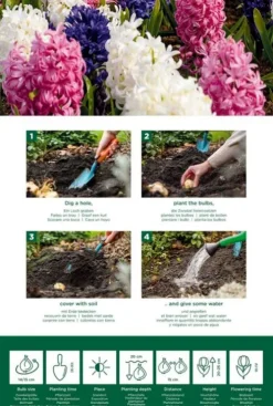 Hyacint mix - 10 bollen