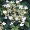 Hydrangea anomala petiolaris - Hortensia