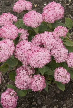 Hydrangea Arborescens. 'Ruby Annabelle' - Hortensia