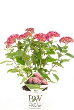 Hydrangea Arborescens. 'Ruby Annabelle' - Hortensia