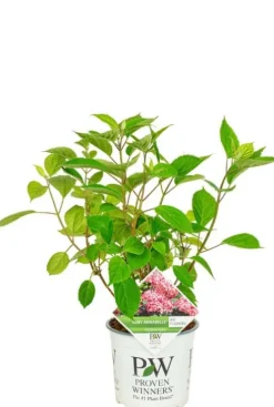 Hydrangea Arborescens. 'Ruby Annabelle' - Hortensia