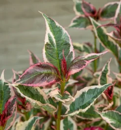 Hydrangea serrata Euphoria 'Pink'