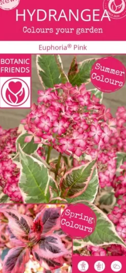 Hydrangea serrata Euphoria 'Pink'