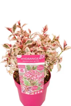 Hydrangea serrata Euphoria 'Pink'