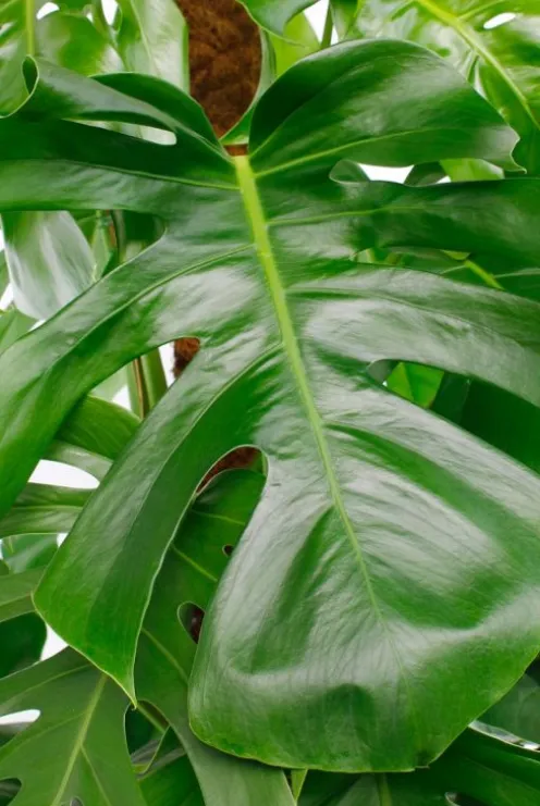 Hydroplant Monstera Pertusum in pot - Gatenplant